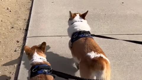 from 2 boys who hate wearing clothes #corgi #dogsoftiktok #PetsOfTikTok #puppy