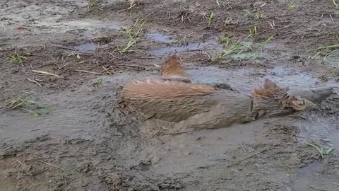 Happy Dog Dives and Swirls in Mud Bath