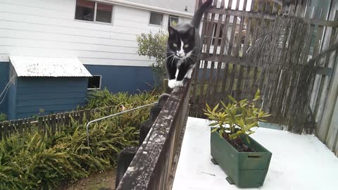 Cute cat walks on patio rail :)