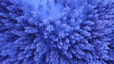Forest in Winter Drone Flight Video