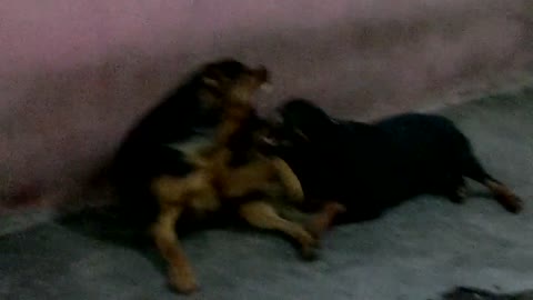 Malaysian Dogs Fighting