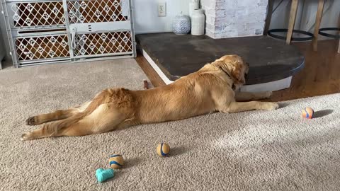 Golden retriever stretching out