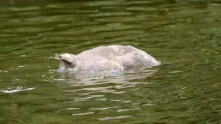 Male Swan Perform Hanged Diving Show