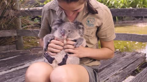 🐨Most adorable Koala Joey loves cuddles🐨