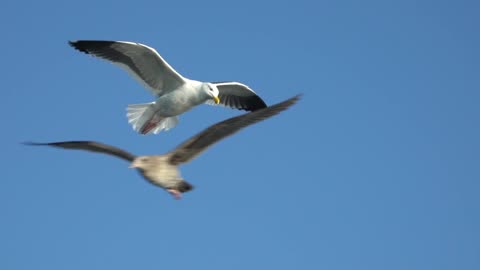 The European herring gull