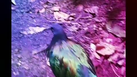 follow the dancing birdie, funky colorful bird swinging walking. follow the cute bird. Disco bird