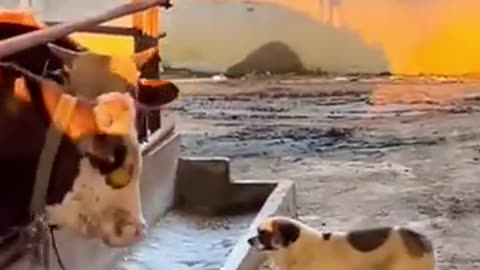 #funnyanimalsvideos dogandcat very funny 😂🤣#viral