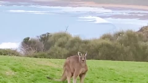 Kangaroos in the yard again!