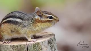 Chipmunk Alarm Call.