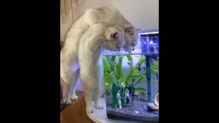 mama cat taught the baby cat to drink water with the little fish