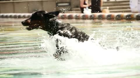 Dog traning in the pool