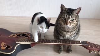 Guitar Cats