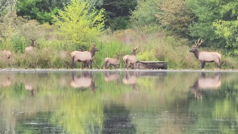 Elk Bugle