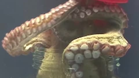 How Octopus Are Incredibility Smart