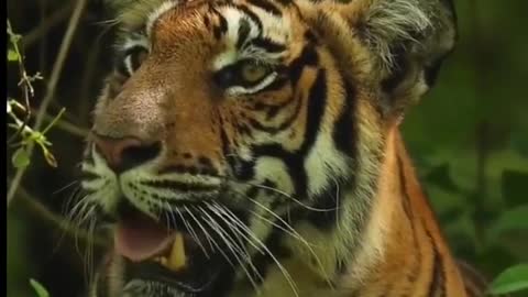 The big tiger snorted，I've heard that yawning is contagious
