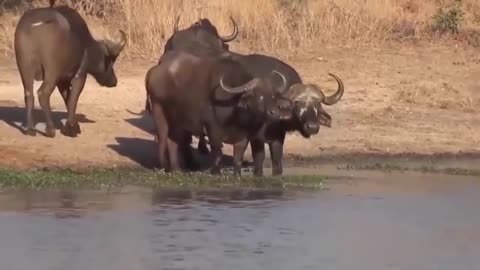 Buffalo Clashed with Underwater Crocodile Crocodile Fall Before The Power Of The Buffalo