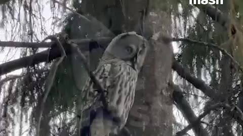 Northern Barred Owl aka vermin control specialist