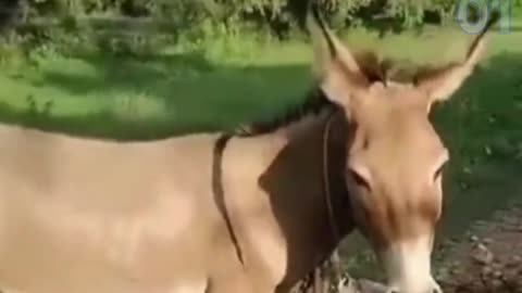 #viral funny animal video top video of the year . Funny donkey vs cocke