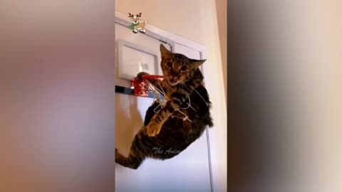 Cute kitten 🐱 gets trapped || Cats || cute cat kitten ||
