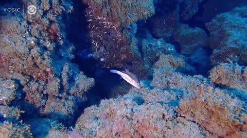 Amazing Footage Shows How Coral Survived Despite Being Centimetres From Palma Volcano Lava