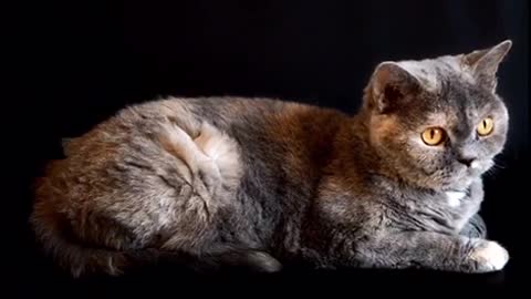 The most beautiful cat you can see before with big eyes