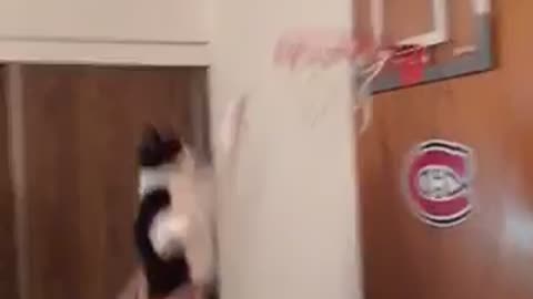This Sports-Loving Kitty Slam Dunks A Basketball!