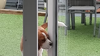 Beagle Opens Door by Himself