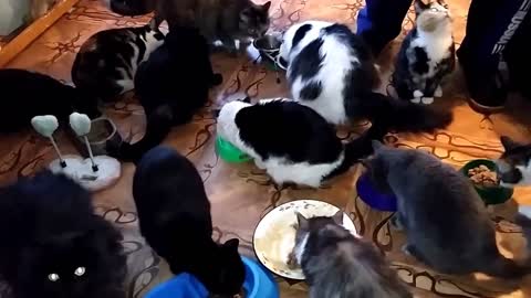 "Shelter Dari Dobro Novosibirsk online" Cat dinner