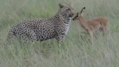 Tiger Leopard and Baby Deer Love