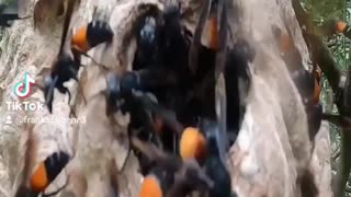 tropical wasps