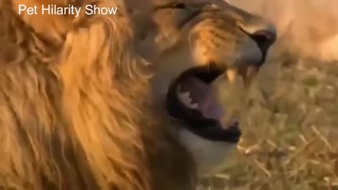 🐕Dog's Reaction After Seeing Tiger and Lion🐅| 😂funny animal videos| 😂funny dogs🐕🐅🦁😂