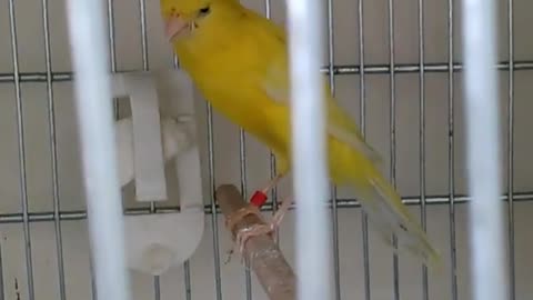 Singing a pair of canaries in the cage