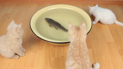 Cat's reaction to live fish for the first time