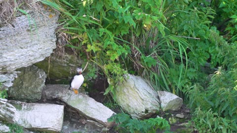 Atlantic Puffins