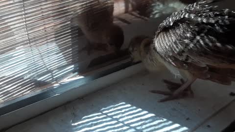 Baby Peacock Eats From Window Track