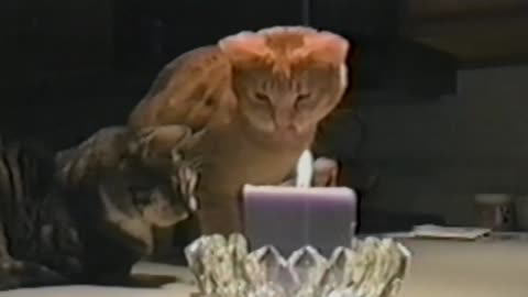 Fearless Cat Puts Out Candle