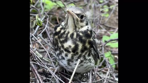 I am a thrush chick and I fell out of the nest…