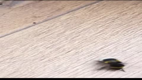 Spider vs Bumble bee fight #shorts -