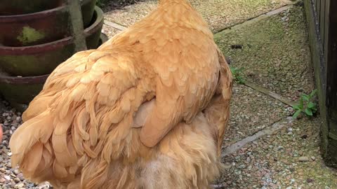 Anna the Buff Orpington Chicken has the Cutest Squeaky Sneeze