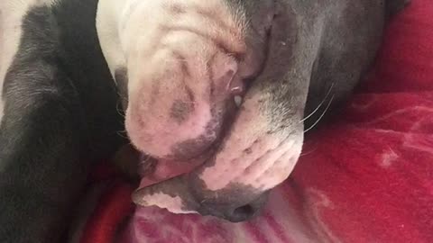 Mom Walks In On Her American Bulldog Sleeping In The Strangest Position And Just Has To Record It