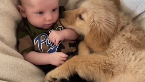 puppy playing small boy