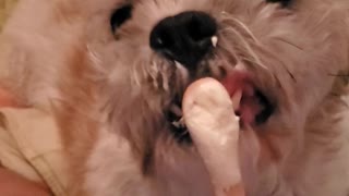 Dog and Cat Share An Ice Cream