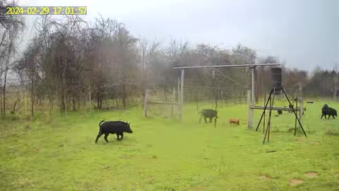 Pigs rush food plot