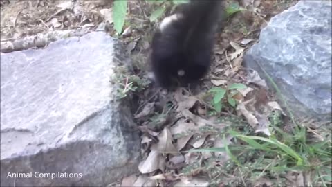 Baby Skunks