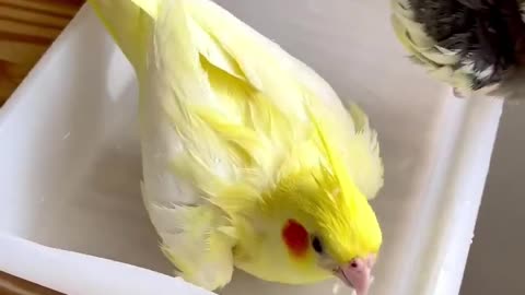 Very beautiful parrot couple bath time .best birds viral video