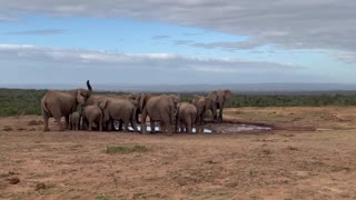 Herd of elephants drinking at a watering hole