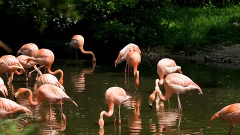 flamingo bird song