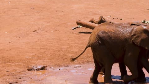 Funny Animals, Two Elephant Puppies Are Having Fun In The Mud