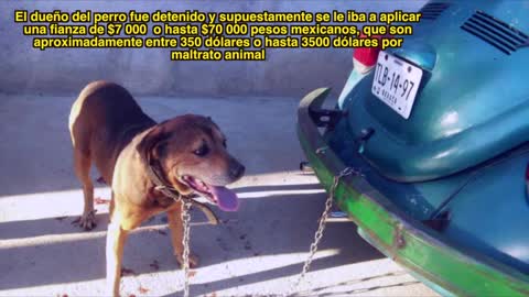 Guy drags dog in Oaxaca, Mexico