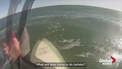 Paddleboarder gets knocked off board in close encounter with whales off coast of Argentina
